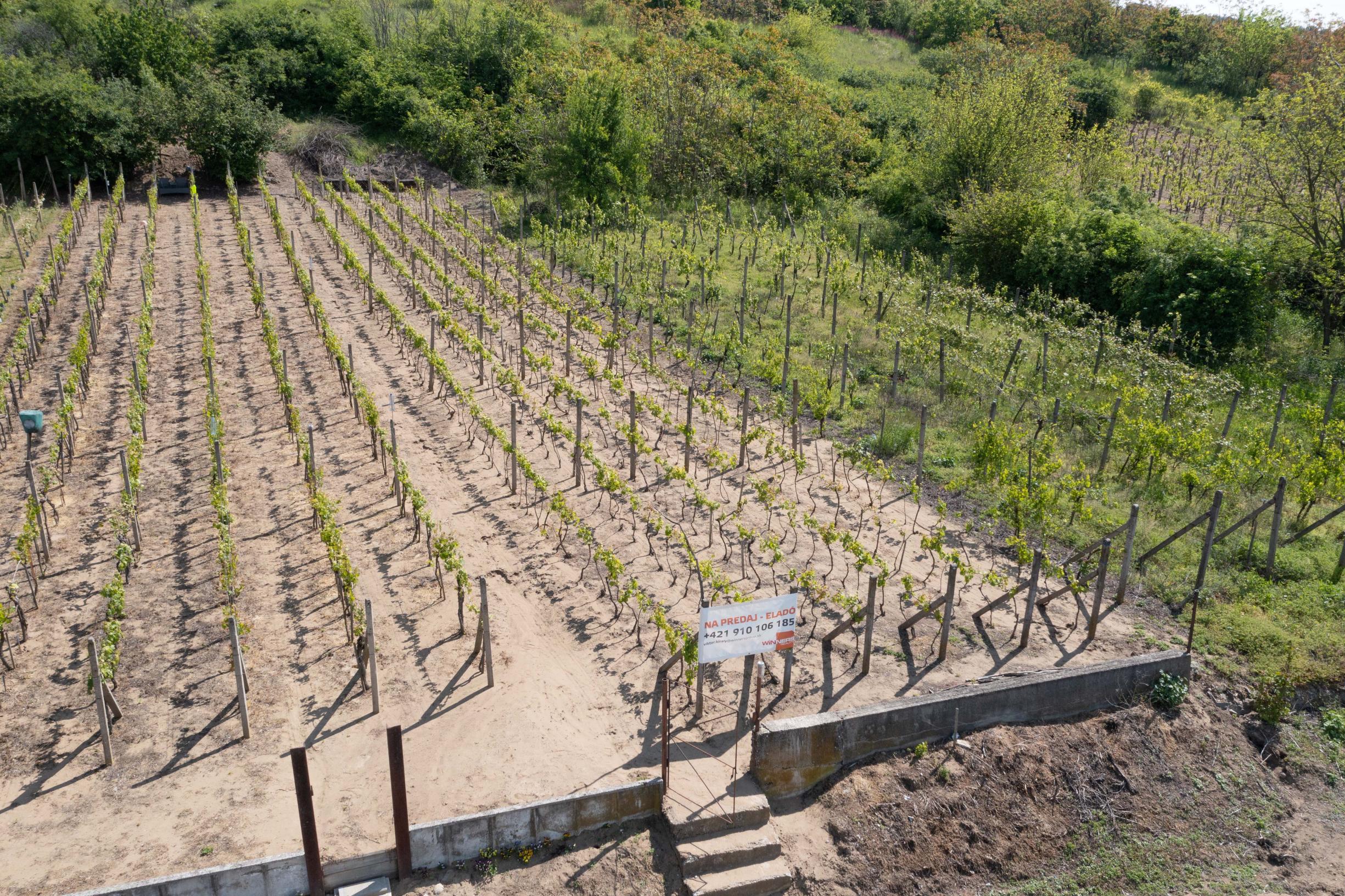 Na predaj vinica s pozemkom o výmere 720 m2