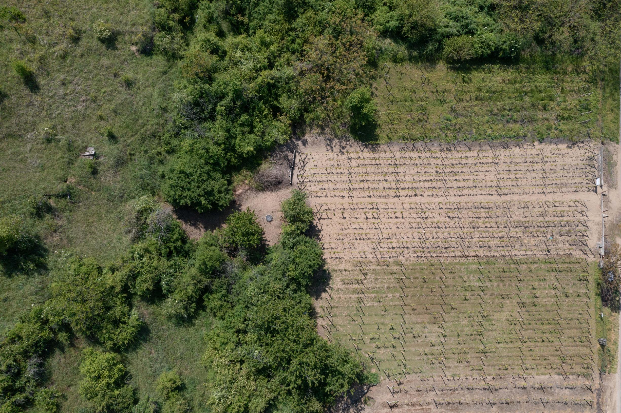 Na predaj vinica s pozemkom o výmere 720 m2