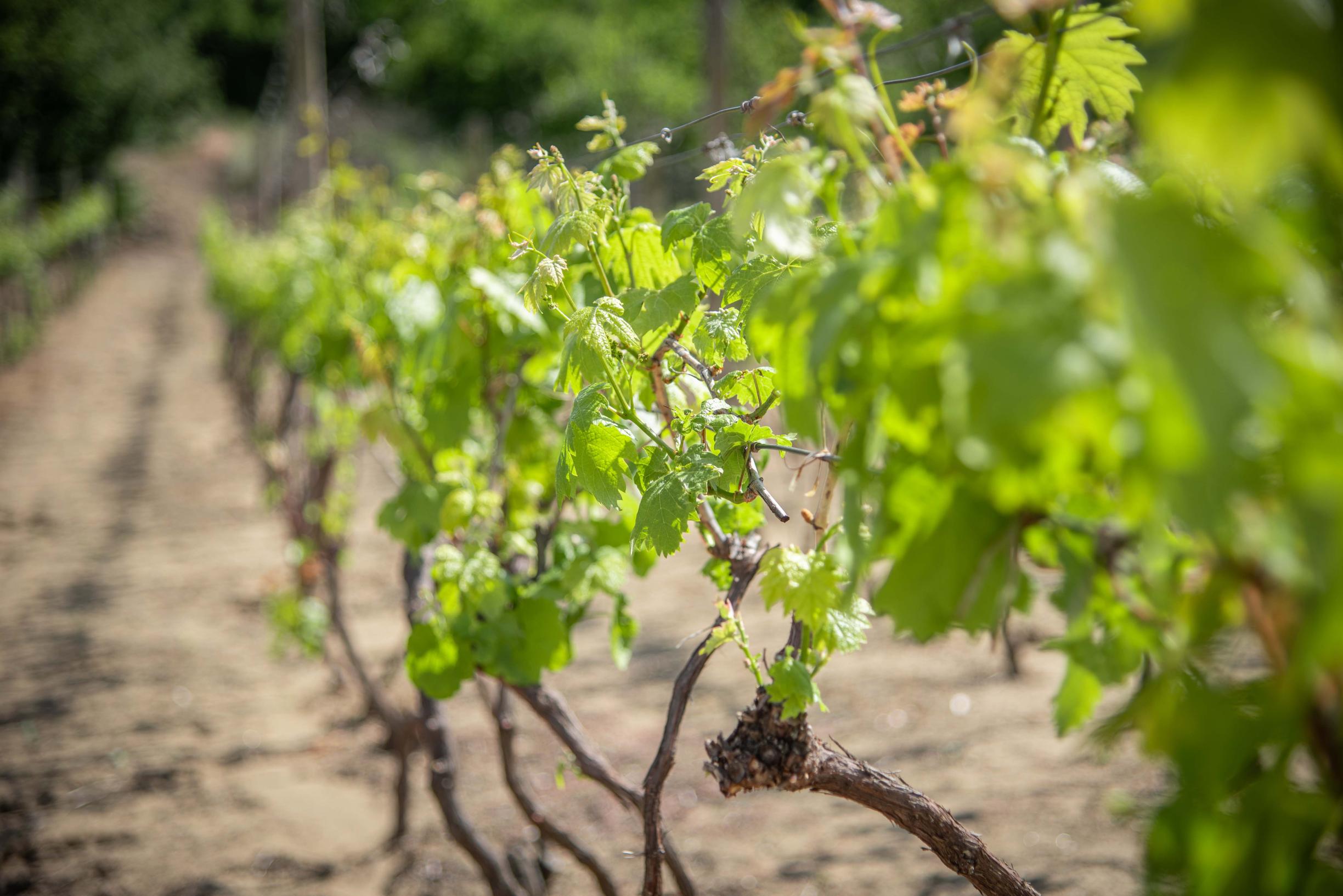 Na predaj vinica s pozemkom o výmere 720 m2
