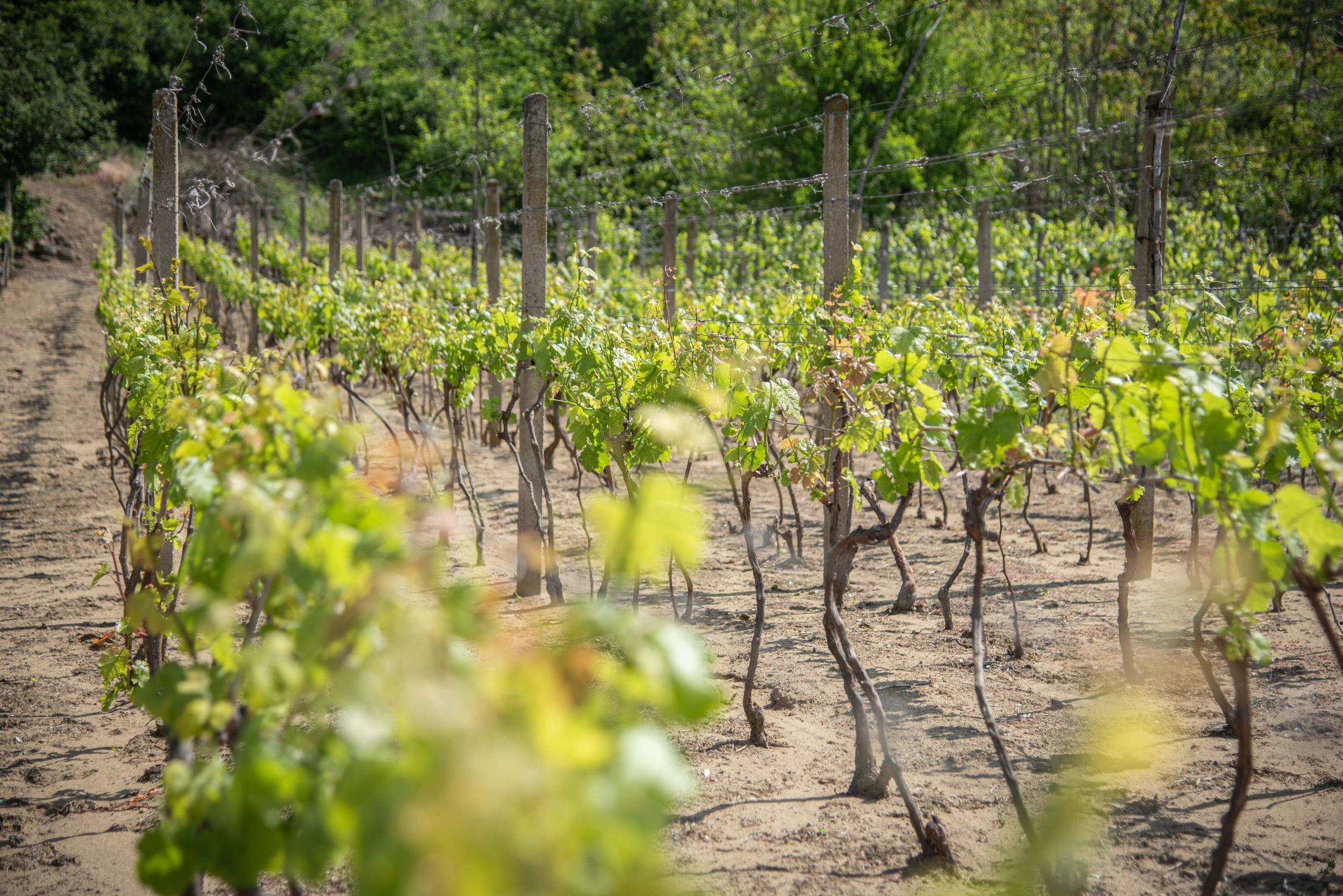 Na predaj vinica s pozemkom o výmere 720 m2