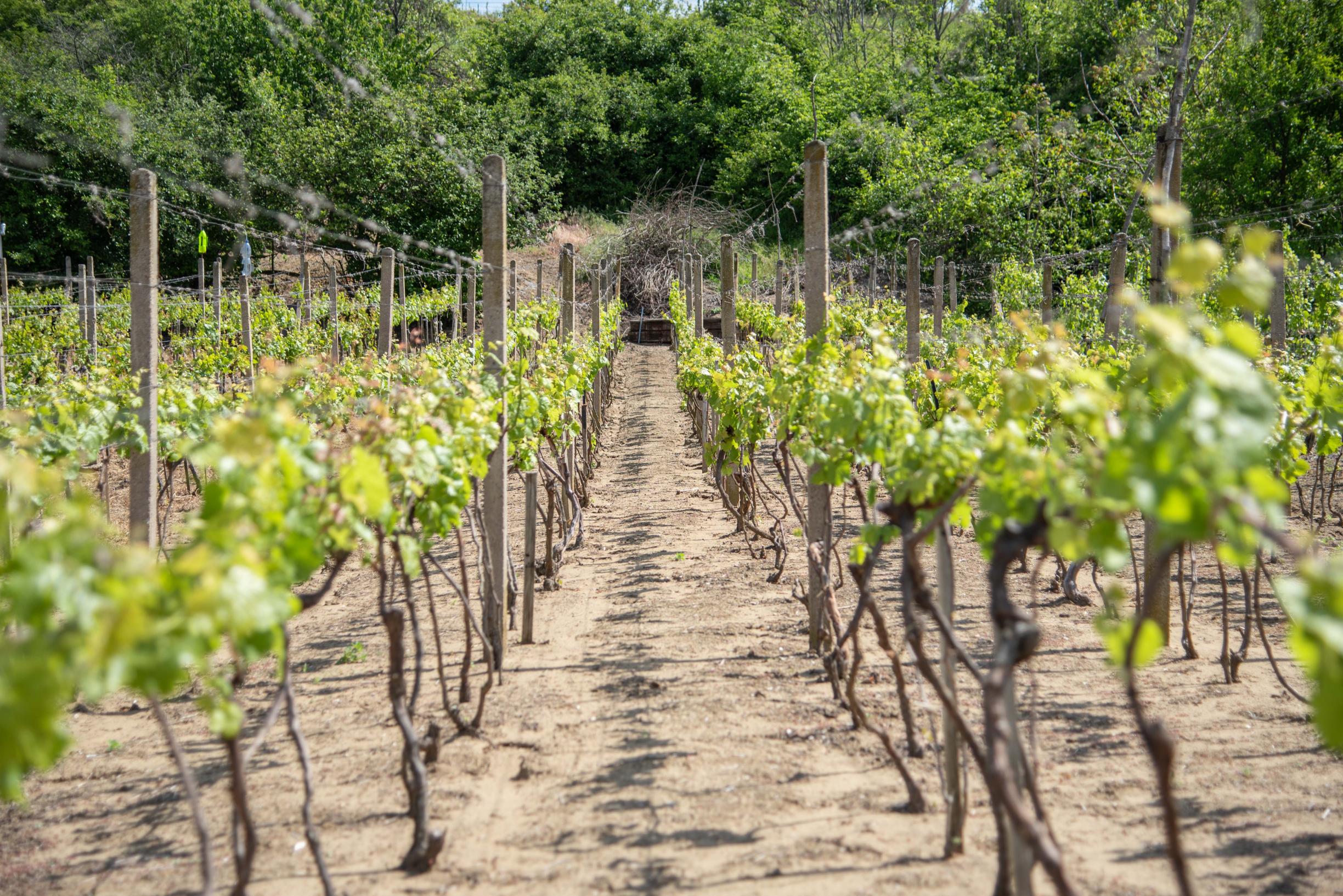 Na predaj vinica s pozemkom o výmere 720 m2