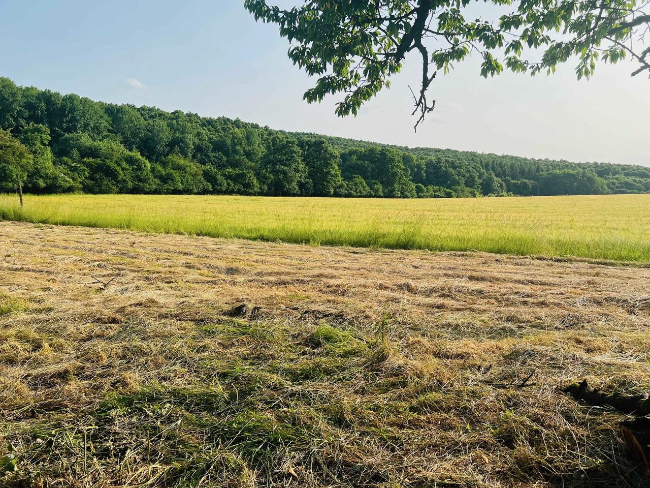 Na predaj veľký pozemok s rodinným domom, 583.292 m2, obec Nemčiňany, okres Zlaté Moravce
