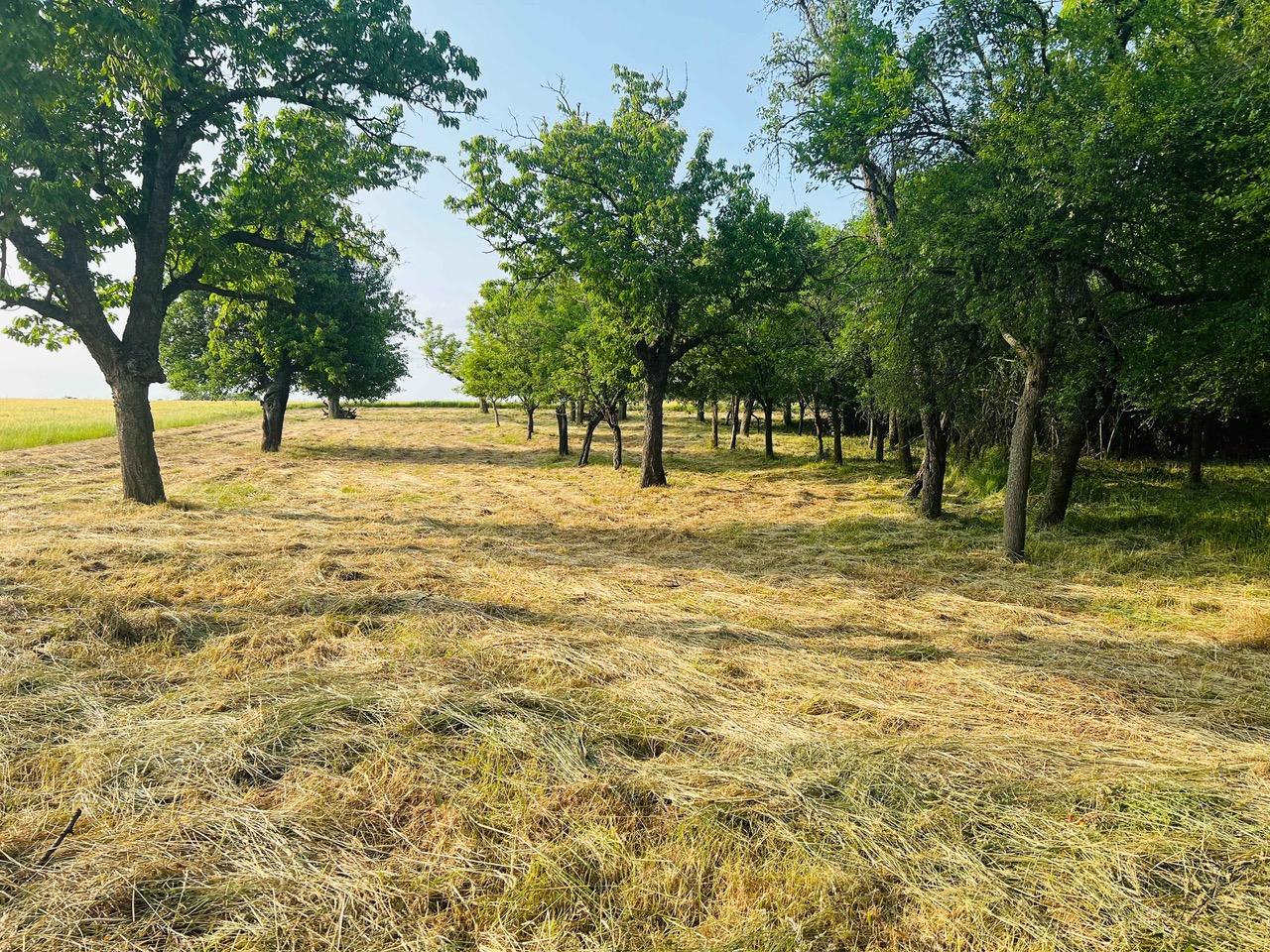Na predaj veľký pozemok s rodinným domom, 583.292 m2, obec Nemčiňany, okres Zlaté Moravce