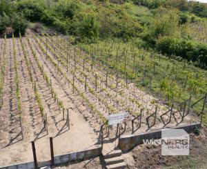 Na predaj vinica s pozemkom o výmere 720 m2