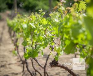 Na predaj vinica s pozemkom o výmere 720 m2