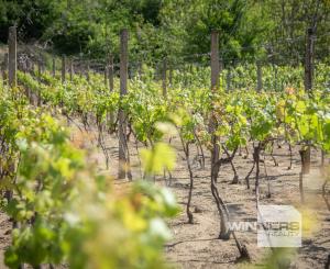 Na predaj vinica s pozemkom o výmere 720 m2