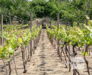 Na predaj vinica s pozemkom o výmere 720 m2