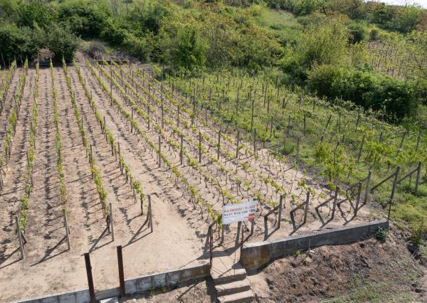 Na predaj vinica s pozemkom o výmere 720 m2