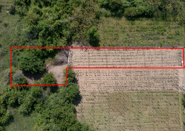 Na predaj vinica s pozemkom o výmere 720 m2