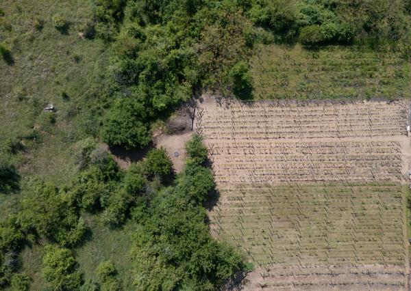 Na predaj vinica s pozemkom o výmere 720 m2