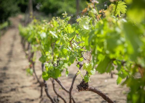 Na predaj vinica s pozemkom o výmere 720 m2