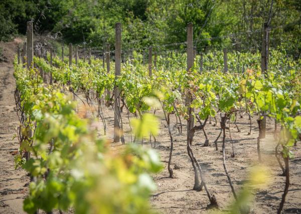 Na predaj vinica s pozemkom o výmere 720 m2