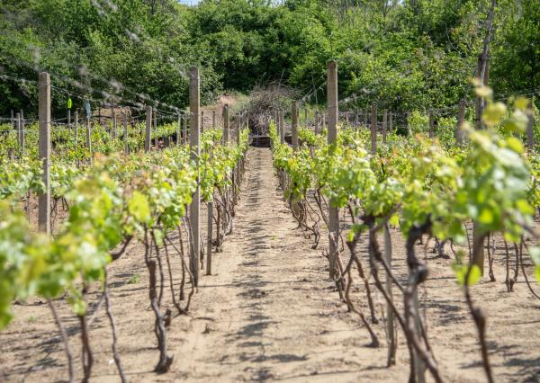 Na predaj vinica s pozemkom o výmere 720 m2