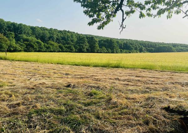 Na predaj veľký pozemok s rodinným domom, 583.292 m2, obec Nemčiňany, okres Zlaté Moravce
