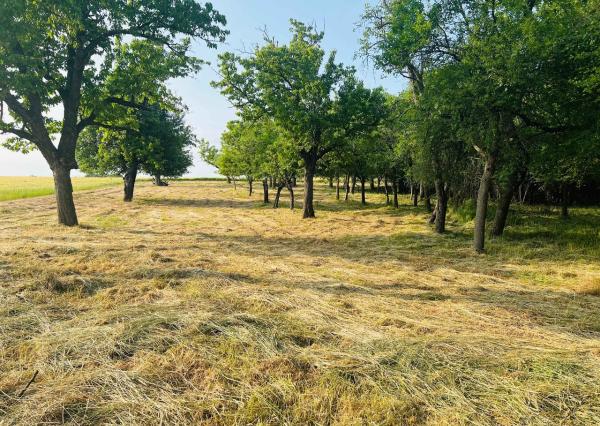 Na predaj veľký pozemok s rodinným domom, 583.292 m2, obec Nemčiňany, okres Zlaté Moravce